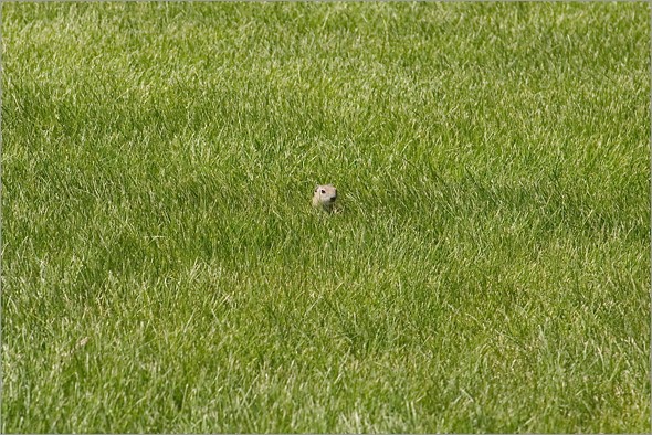 squirrel_and_grass.jpg