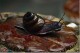 Snail.jpg