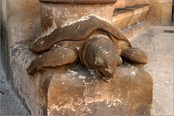 Turtle.jpg