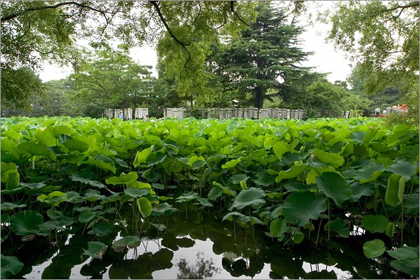 Minamoto_clan_pond.jpg