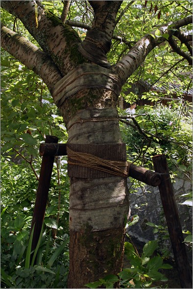 bound_tree_2.jpg
