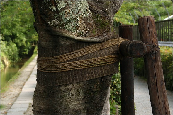 bound_tree_3.jpg