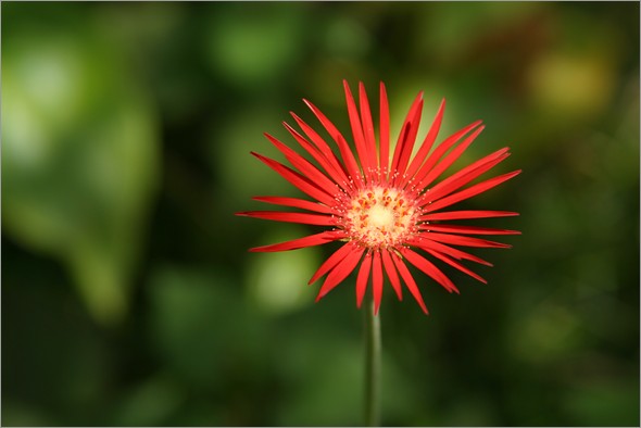flower_1.jpg