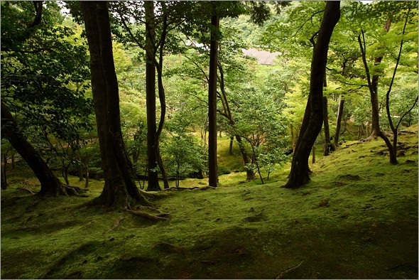 ginkaku-ji_grove.jpg