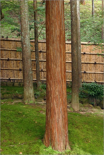 ginkaku-ji_tree_fence.jpg