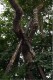 bound_tree_5.jpg