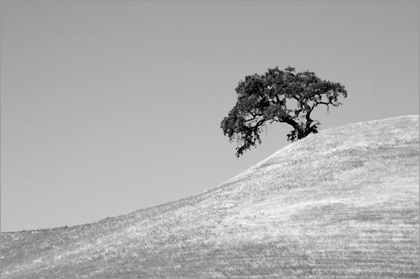 Mt Diablo Oak 1 bw.jpg