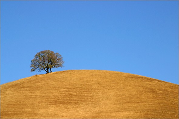 Mt Diablo Oak 2.jpg