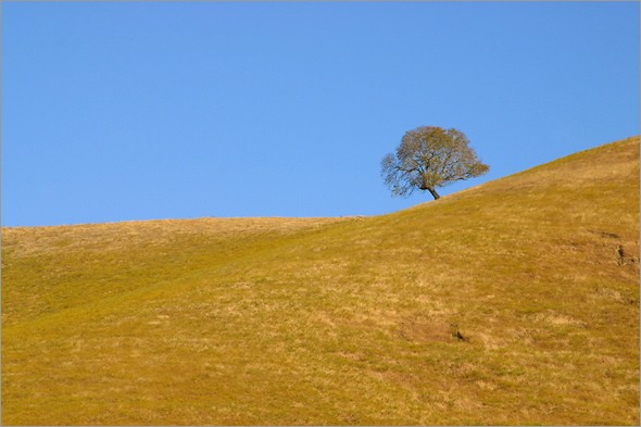 Mt Diablo Oak 3.jpg