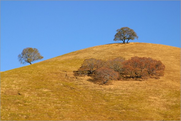 Mt Diablo Oak 4.jpg