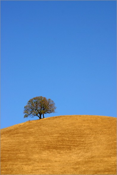 Mt Diablo Oak 5.jpg