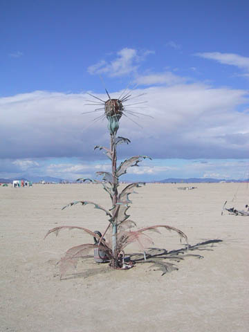 desert_flower