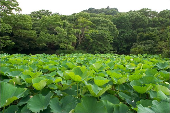 Taira_clan_pond.jpg
