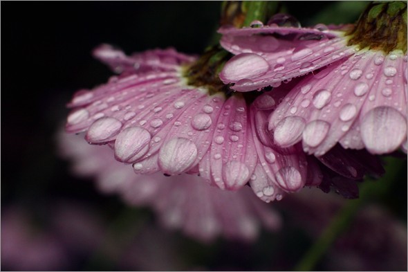 Fingernail Flowers.jpg